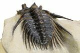 Spiny Leonaspis Trilobite - Foum Zguid, Morocco #260375-1